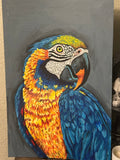 Parrot close up