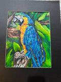 Parrot -blue